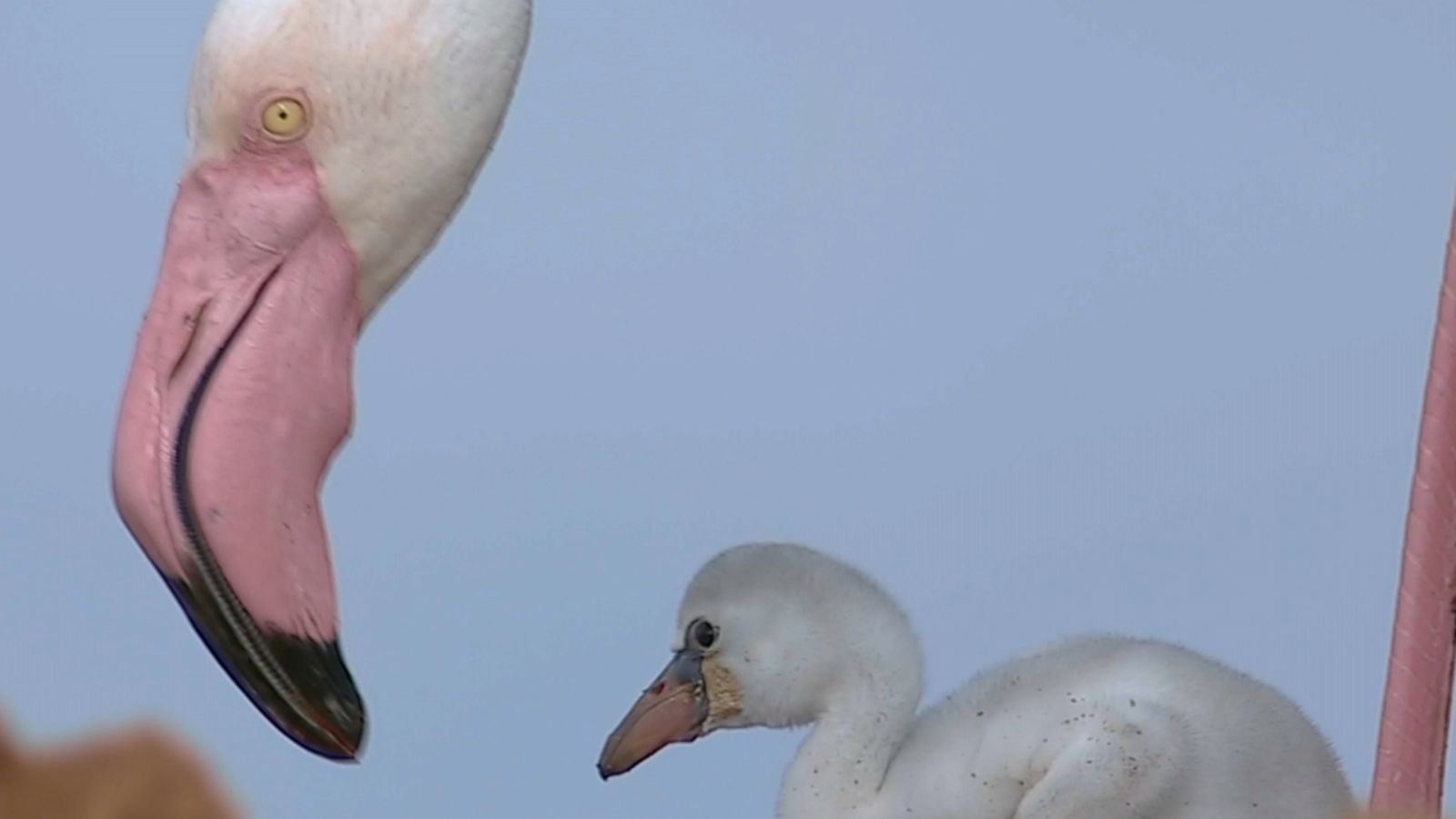 Vora 4.000 polls de flamencs crien a les llacunes del Baix Segura