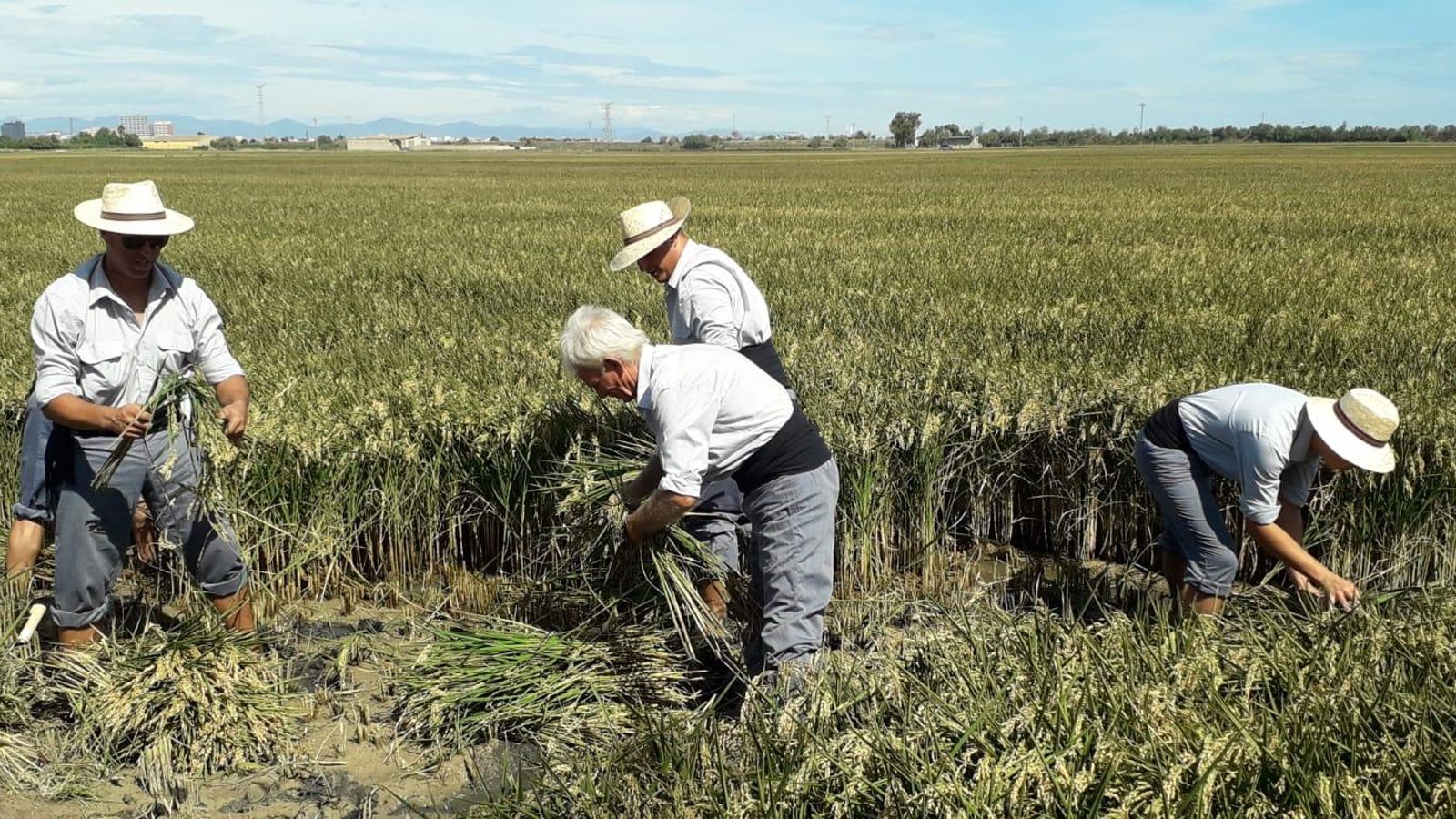 L'Albufera espera rebre més de 3.000 persones en la Festa de la Sega L\'Albufera espera rebre més de 3.000 persones en la Festa de la Sega