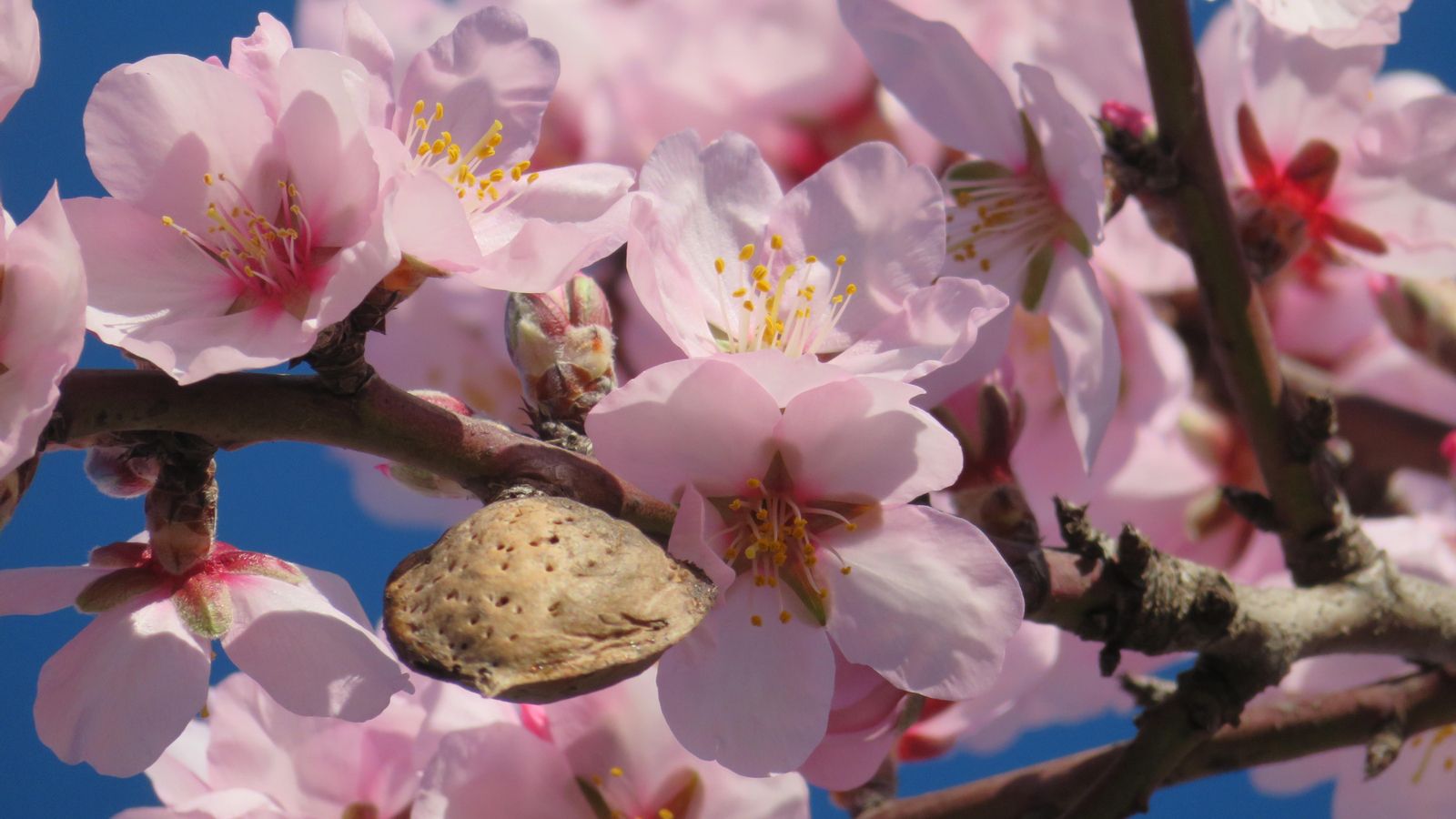 BANYERES DE MARIOLA, L'ALCOIÀ