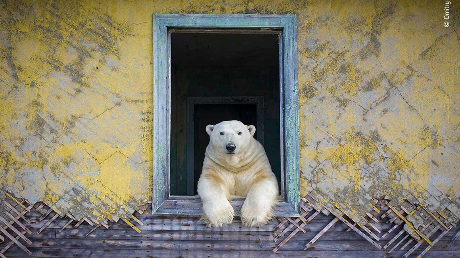7 POLAR