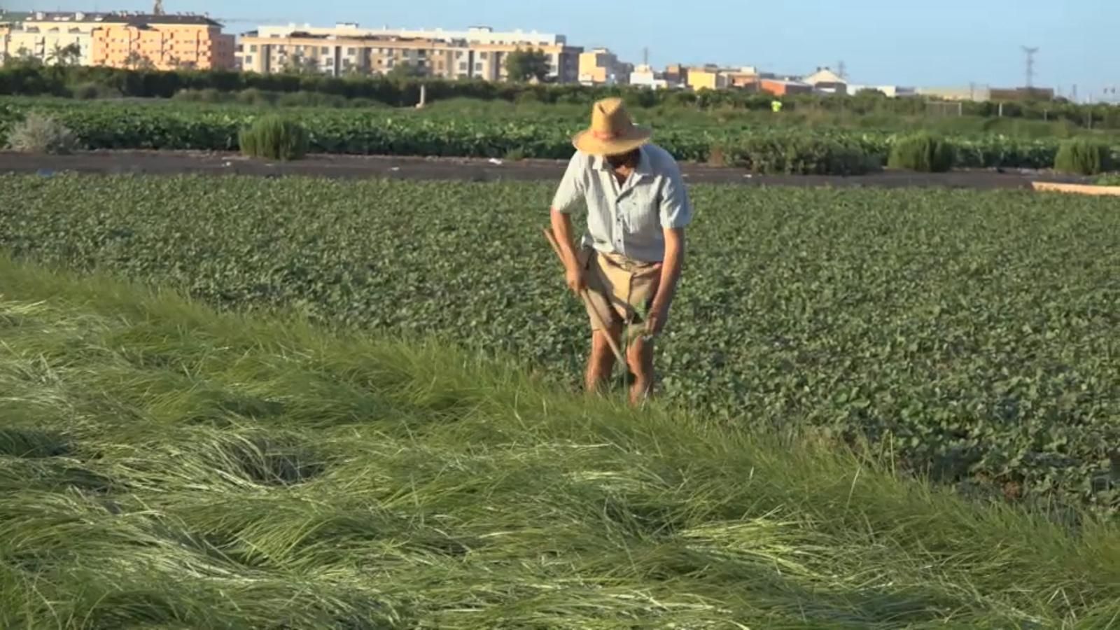 Un llaurador a l'horta de València, en arxiu
