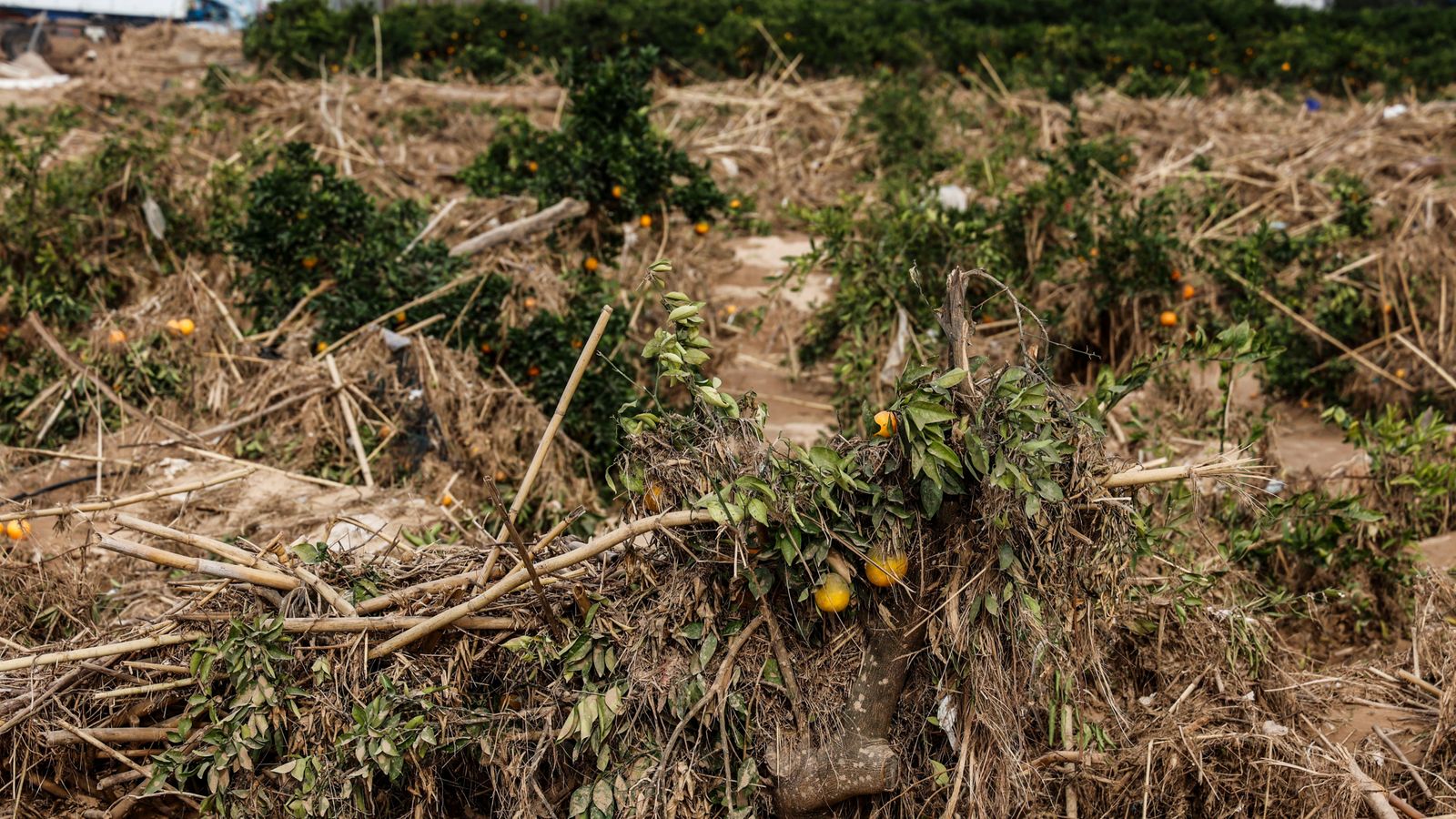Un camp de tarongers del terme d'Algemesí, després del pas de la DANA del 29 d'octubre