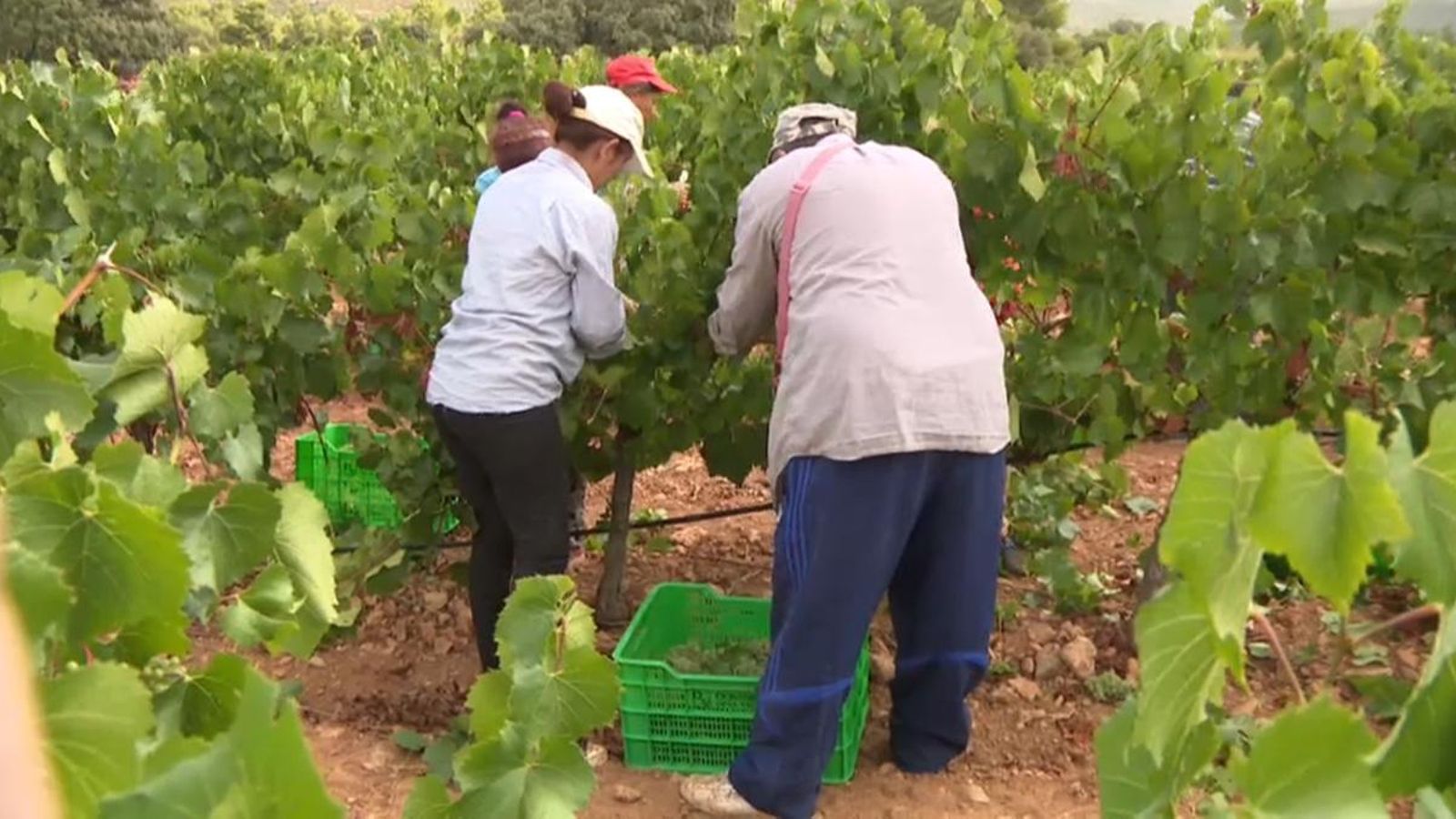 L'agricultura i ramaderia genera el tretze per cent dels llocs de treball a la Comunitat Valenciana