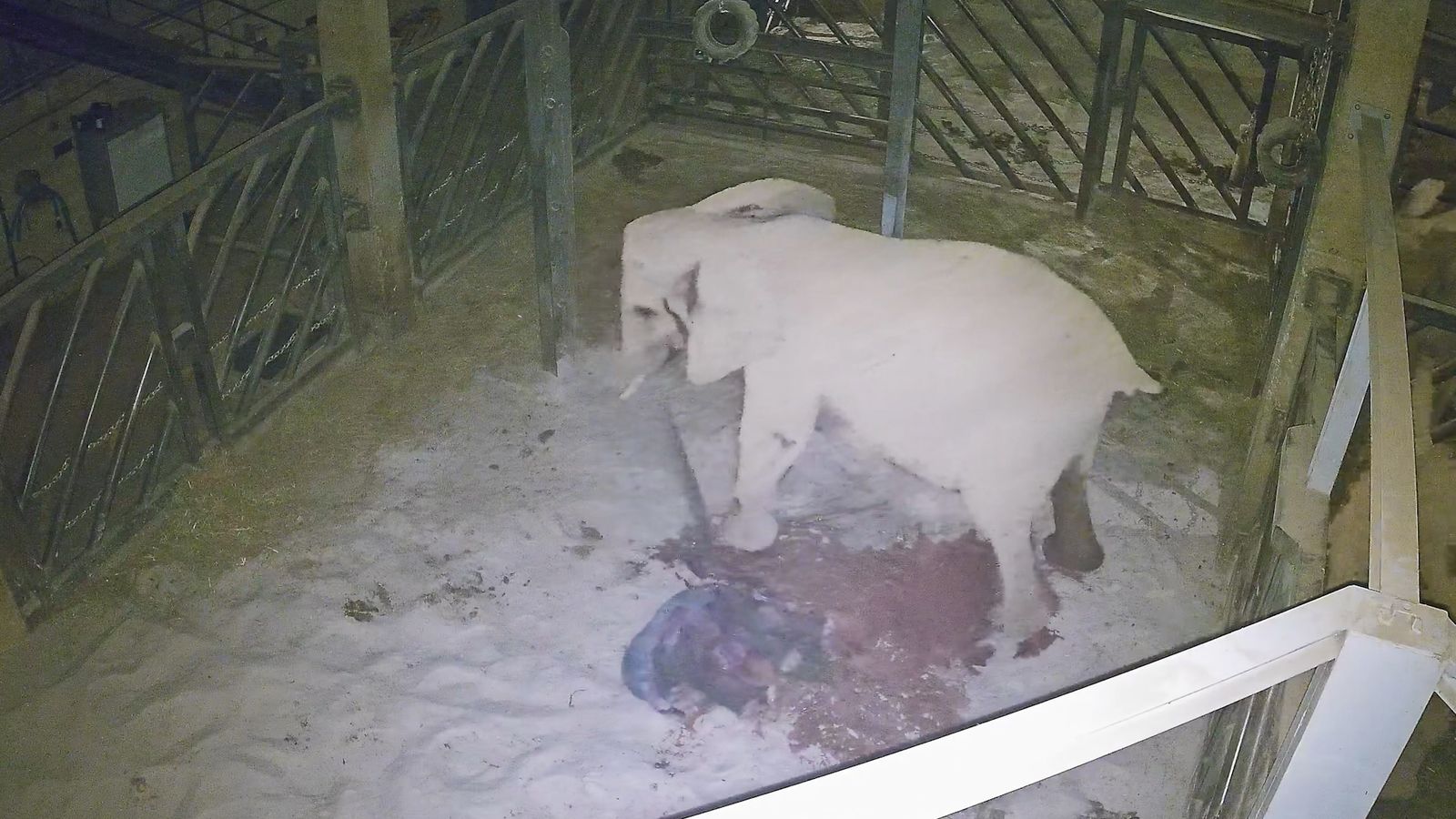 Les càmeres de vigilància del Bioparc capten el naixement d'un elefant