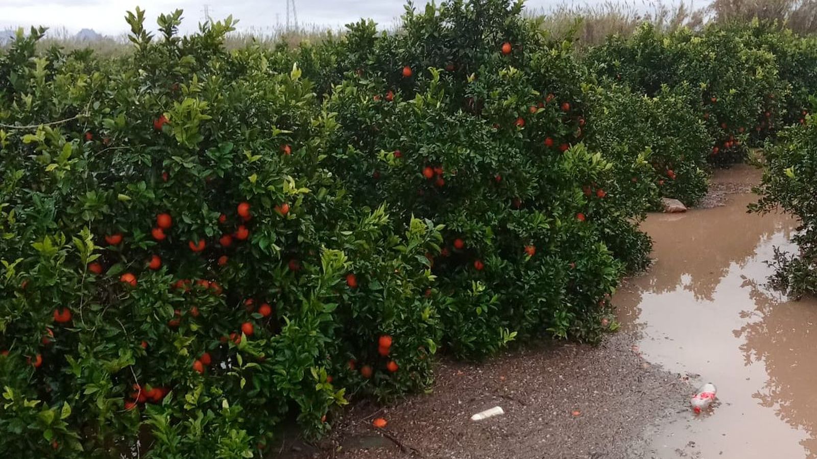 Un camp de cítrics amb tolls d'aigua després de les intenses pluges d'este diumenge