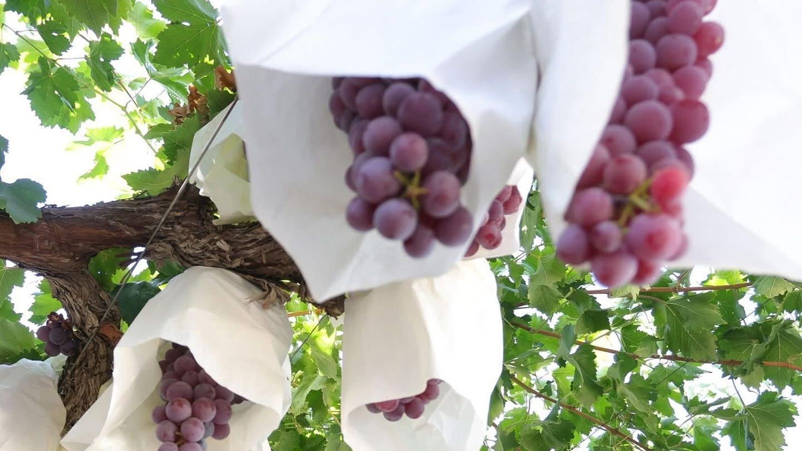 Raïm de Taula del Vinalopó