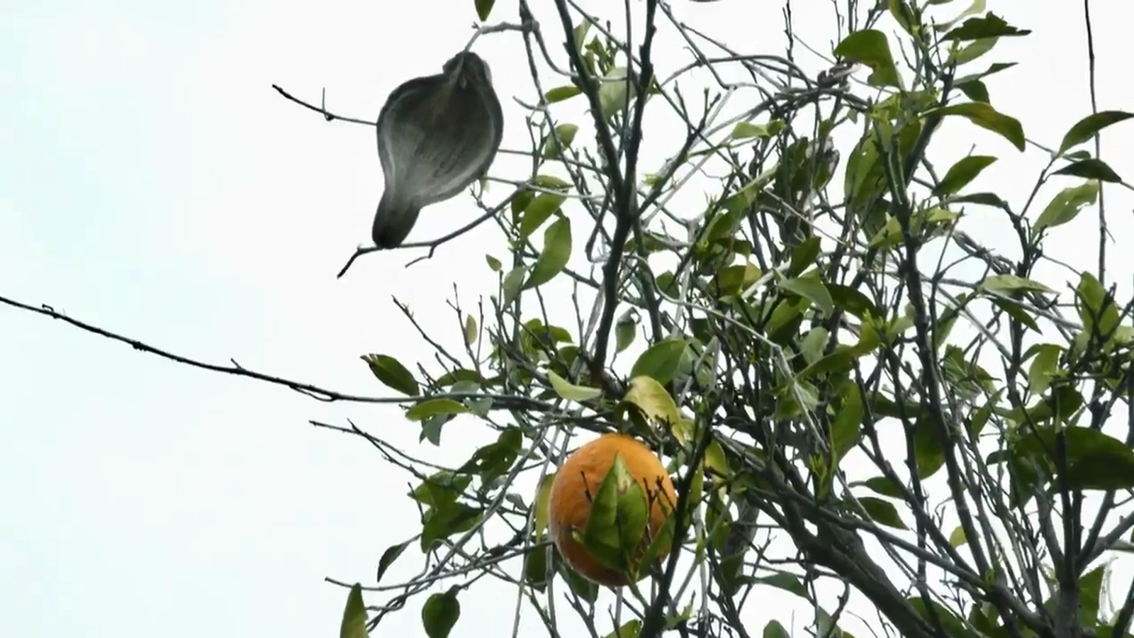 De mar i bancal | No perdem detall