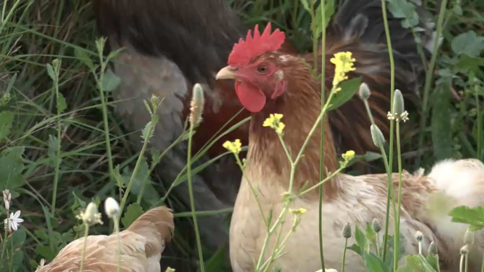 Gallina maestrat