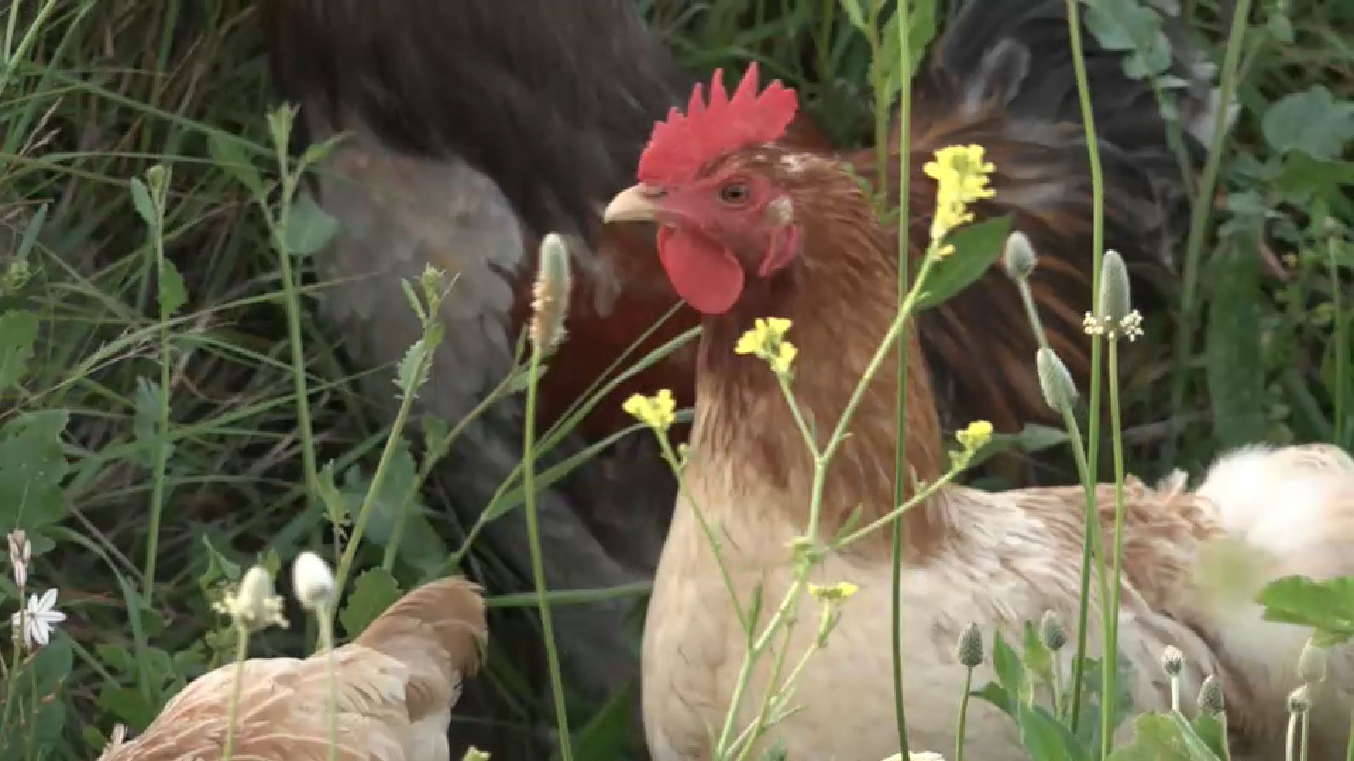 Gallina maestrat