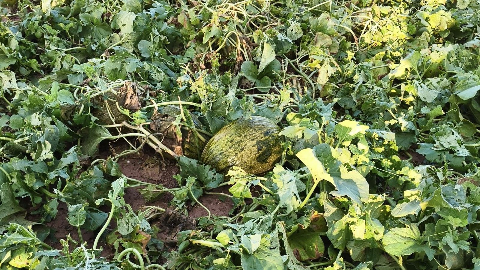 Cultiu de melons afectats per les tronades