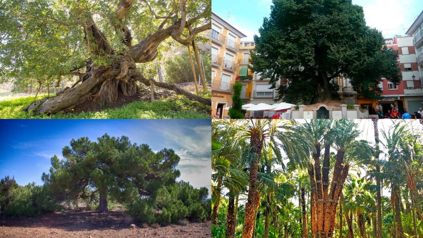 Quatre arbres valencians, candidats a Arbre d\'Espanya del 2019