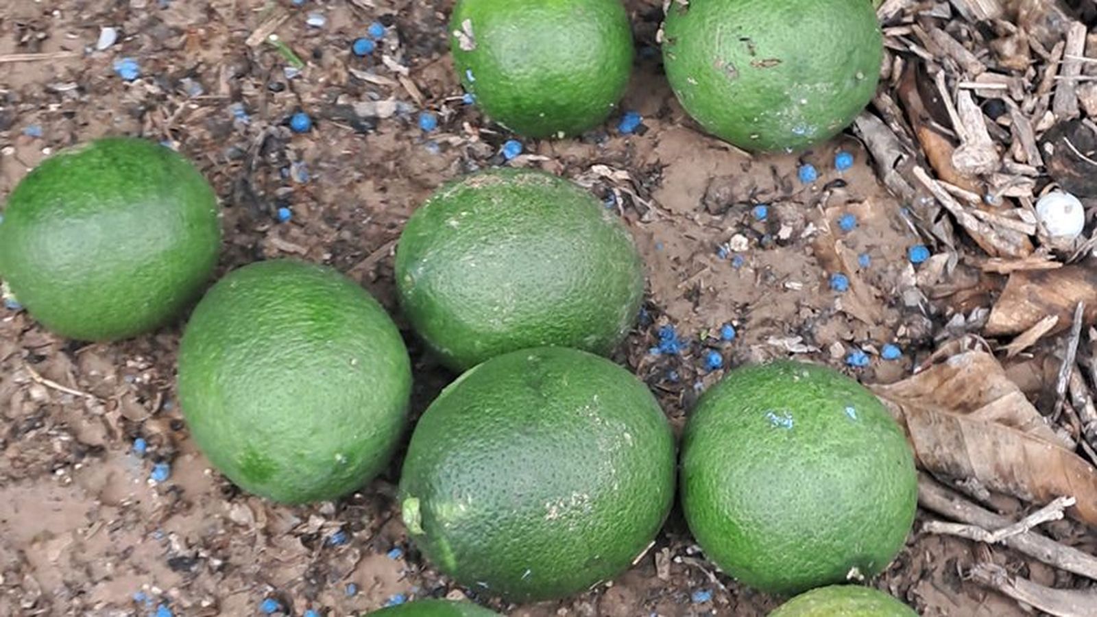 Taronges d'una explotació de la Ribera que va llançar a terra la tempesta que ahir dimarts va agranar la comarca