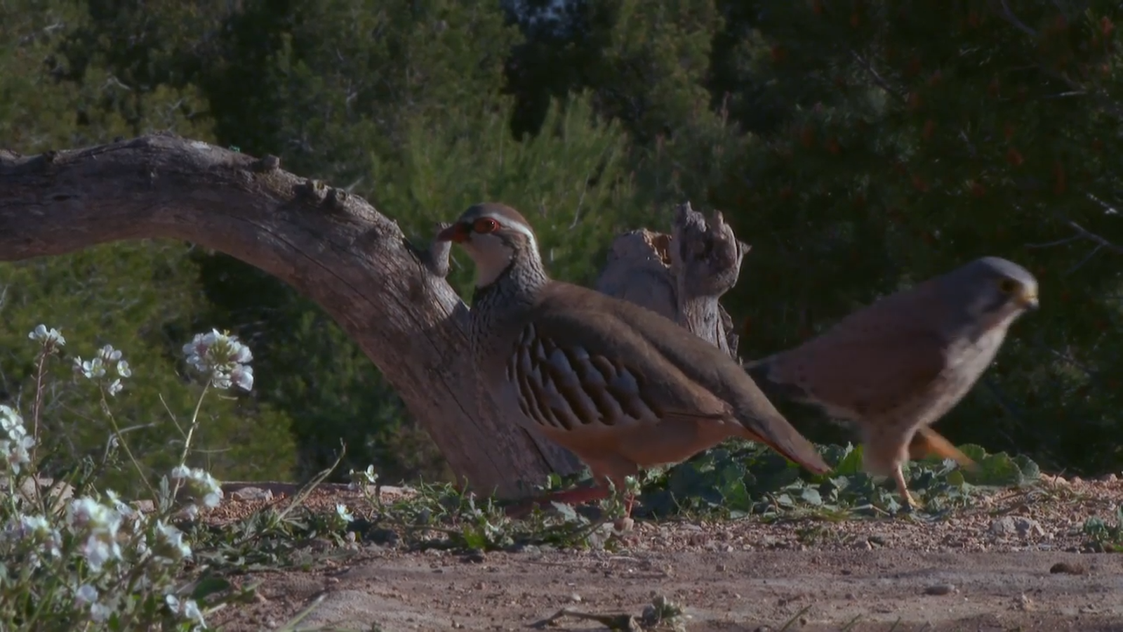 Les Gorges del Cabriol