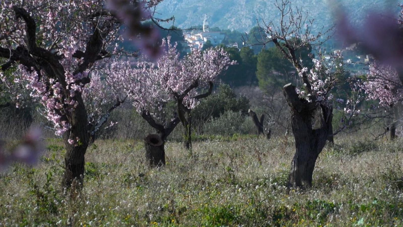 Camps d'ametlers en flor a Alcalalí