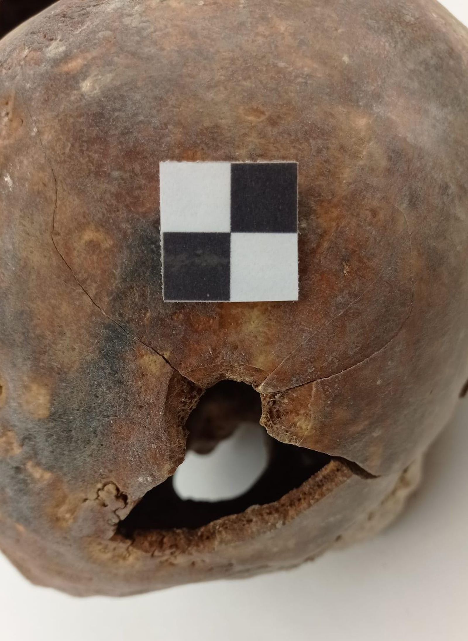 Crani trobat a la fossa