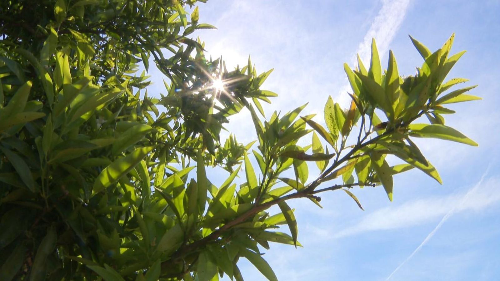 Imatge d'arxiu d'un camp del Millars