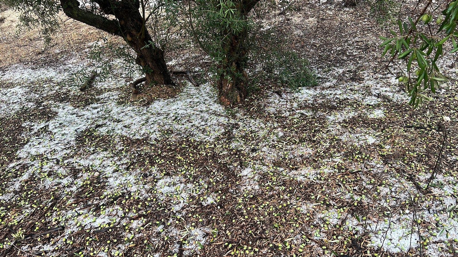 La pedra a un camp de cultiu de Moixent (Costera)