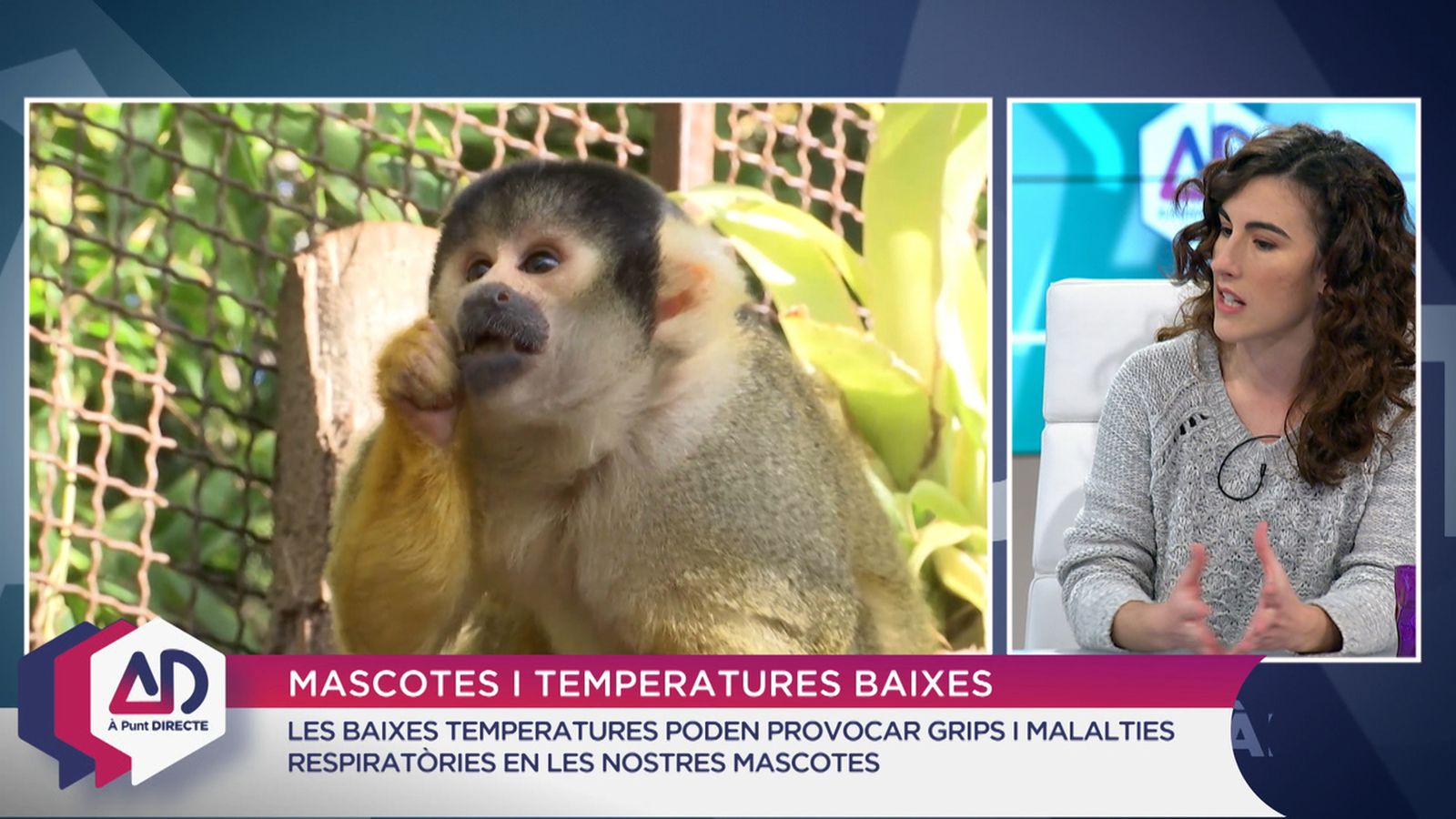 Els animals de companyia i les baixes temperatures
