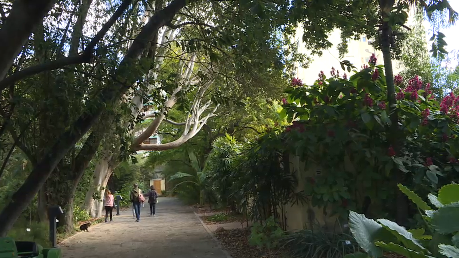 Jardí a València