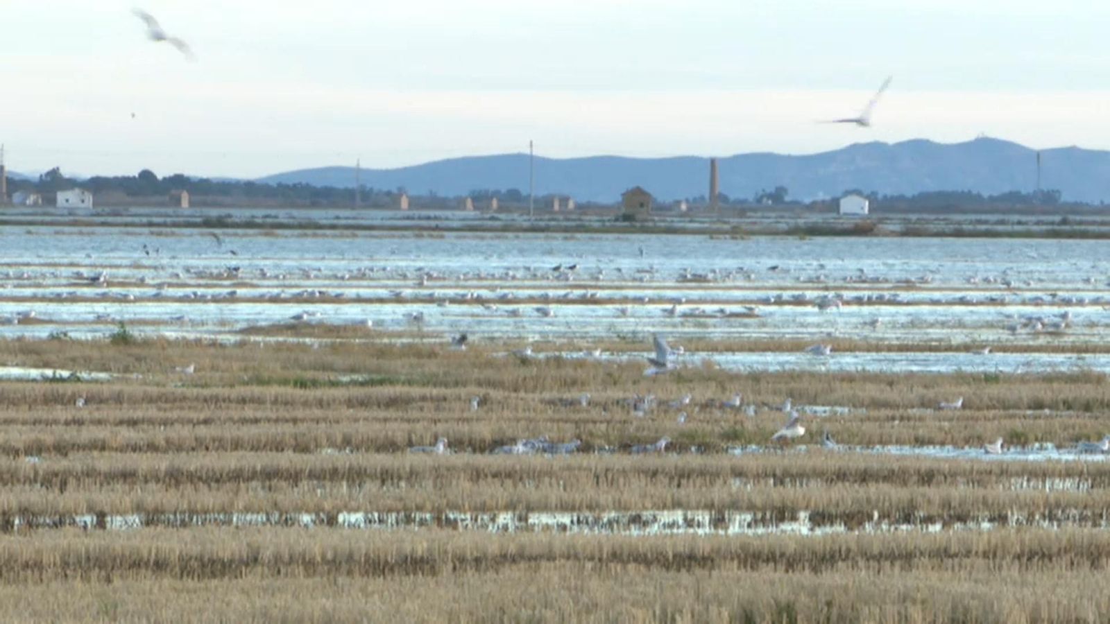 Les \"gran firmes\" canvien l\'arròs valencià per l\'asiàtic