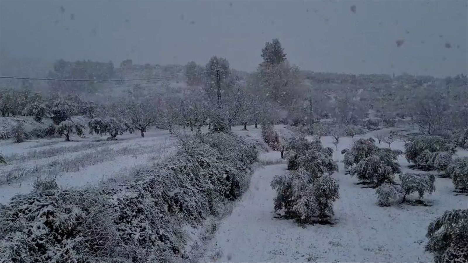 neu