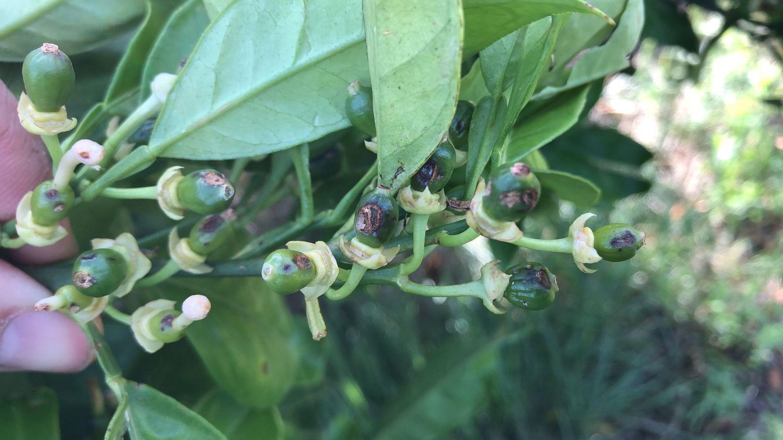 La major afecció se centra en la fruita de pinyol