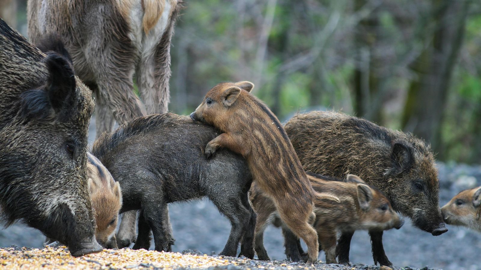 Cimera porcs senglars