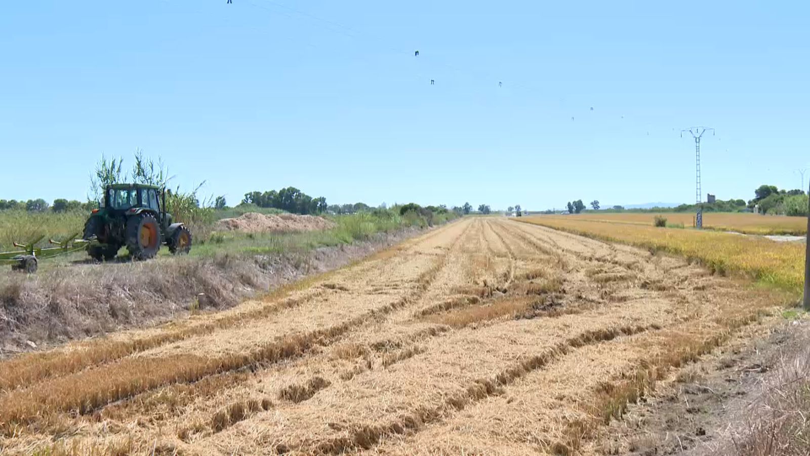 Camp d'arròs prop de l'Albufera
