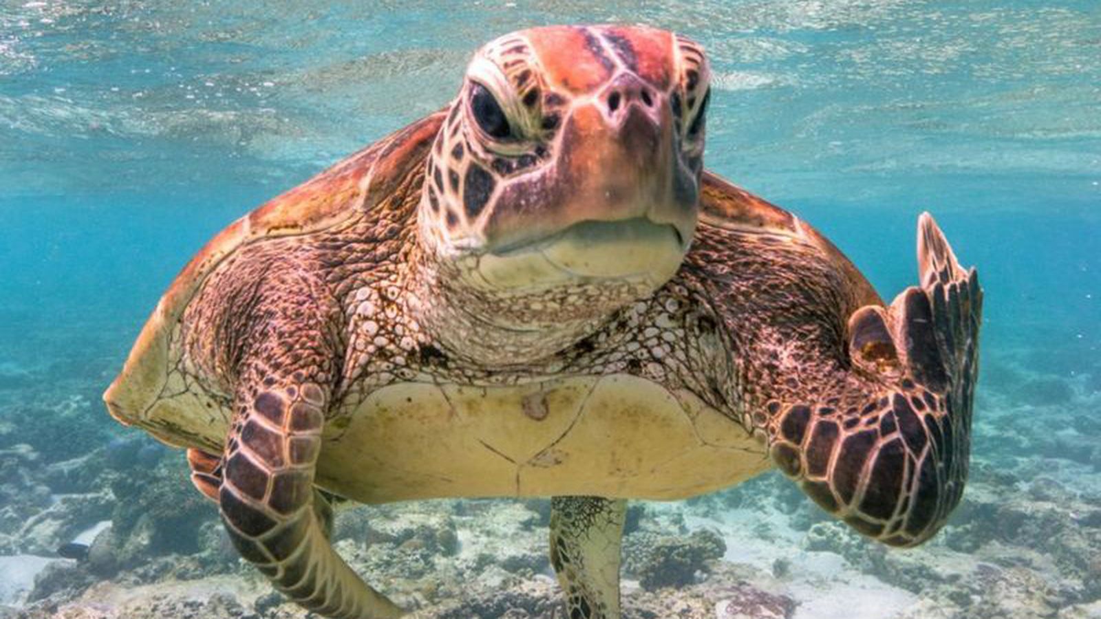 Una de les fotografies finalistes del Comedy Wildlife Photography Awards 2020, de Mark Fitzpatrick