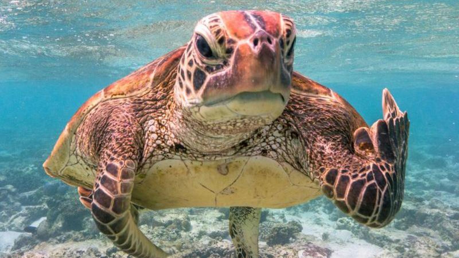 Una de les fotografies finalistes del Comedy Wildlife Photography Awards 2020, de Mark Fitzpatrick