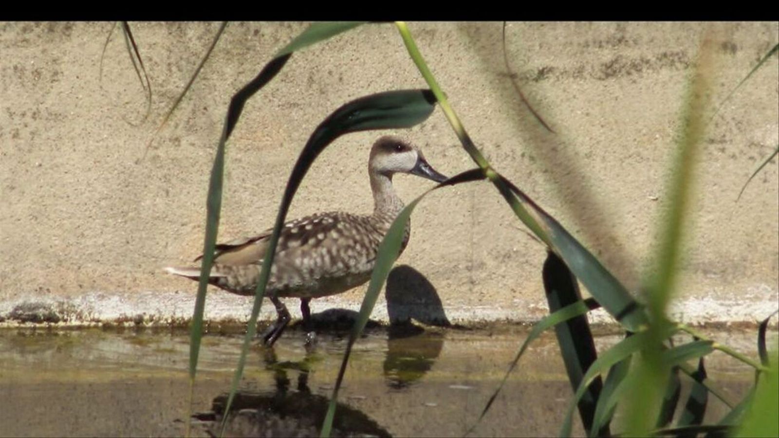 02.07.2024 | L'Albufera recupera la rosseta, l'ànec més amenaçat d'Europa