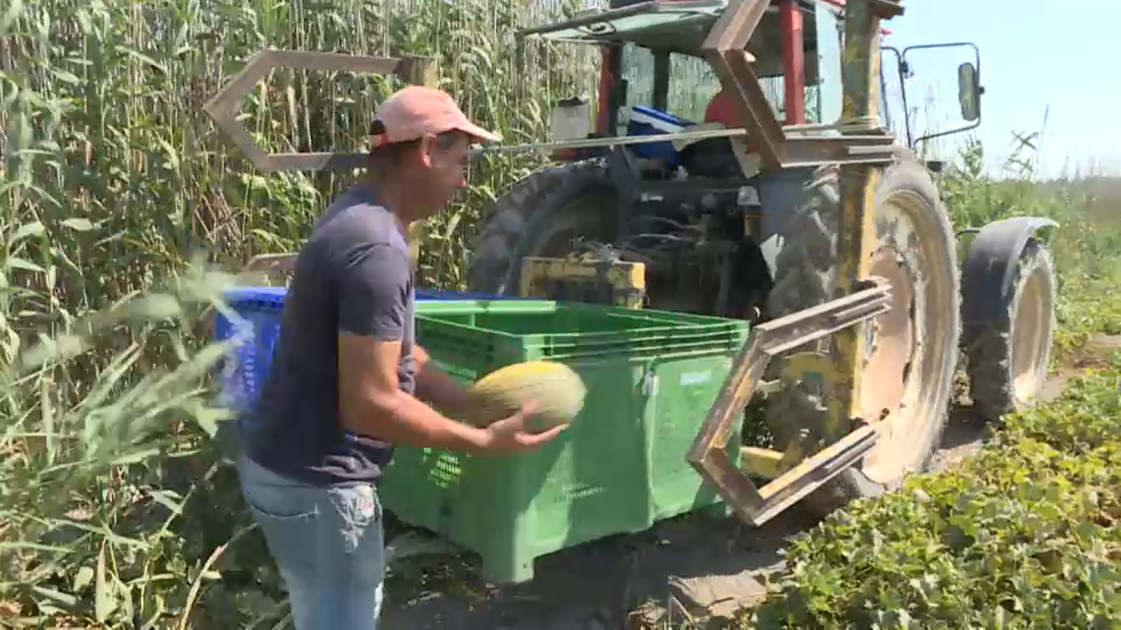 Camp de melons dels carrissars d'Elx que es beneficiarà d'aquestes ajudes europees