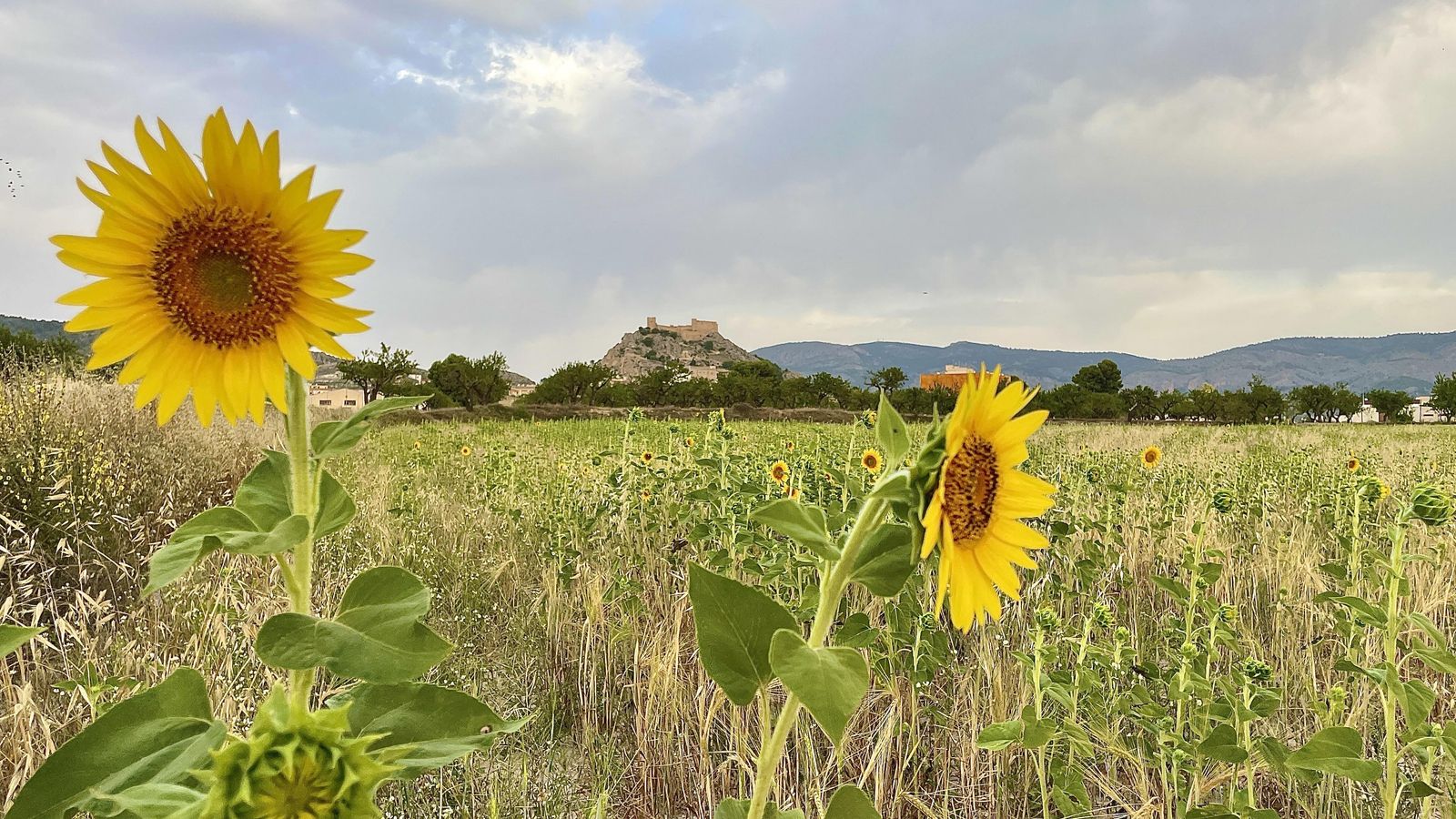 0.CASTALLA, L'ALCOIÀ