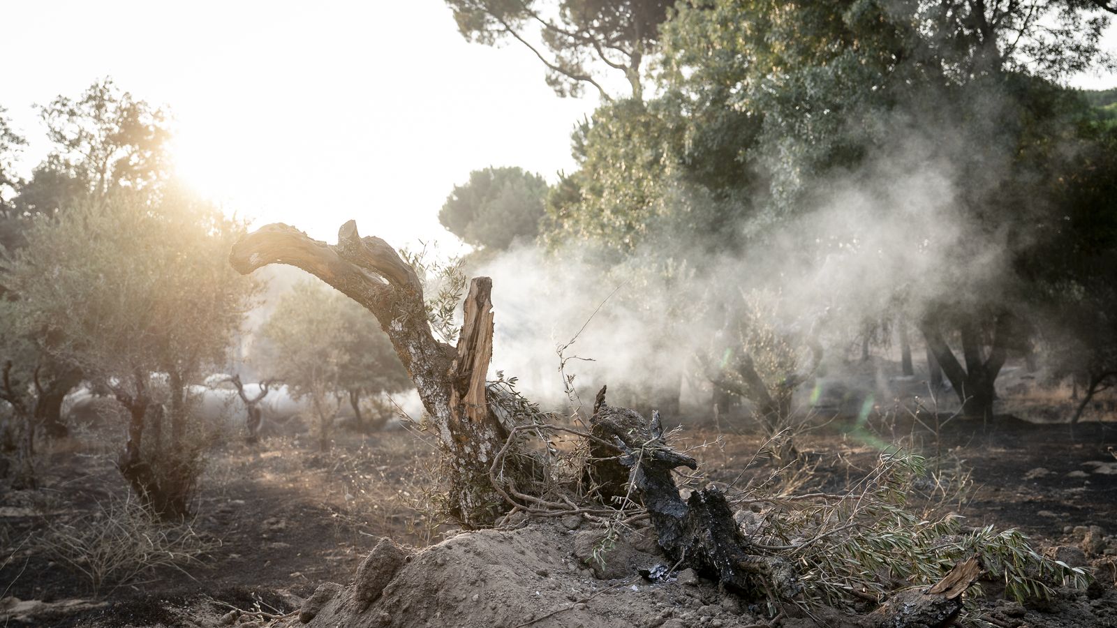 Efectes del foc a la serra oest de Madrid