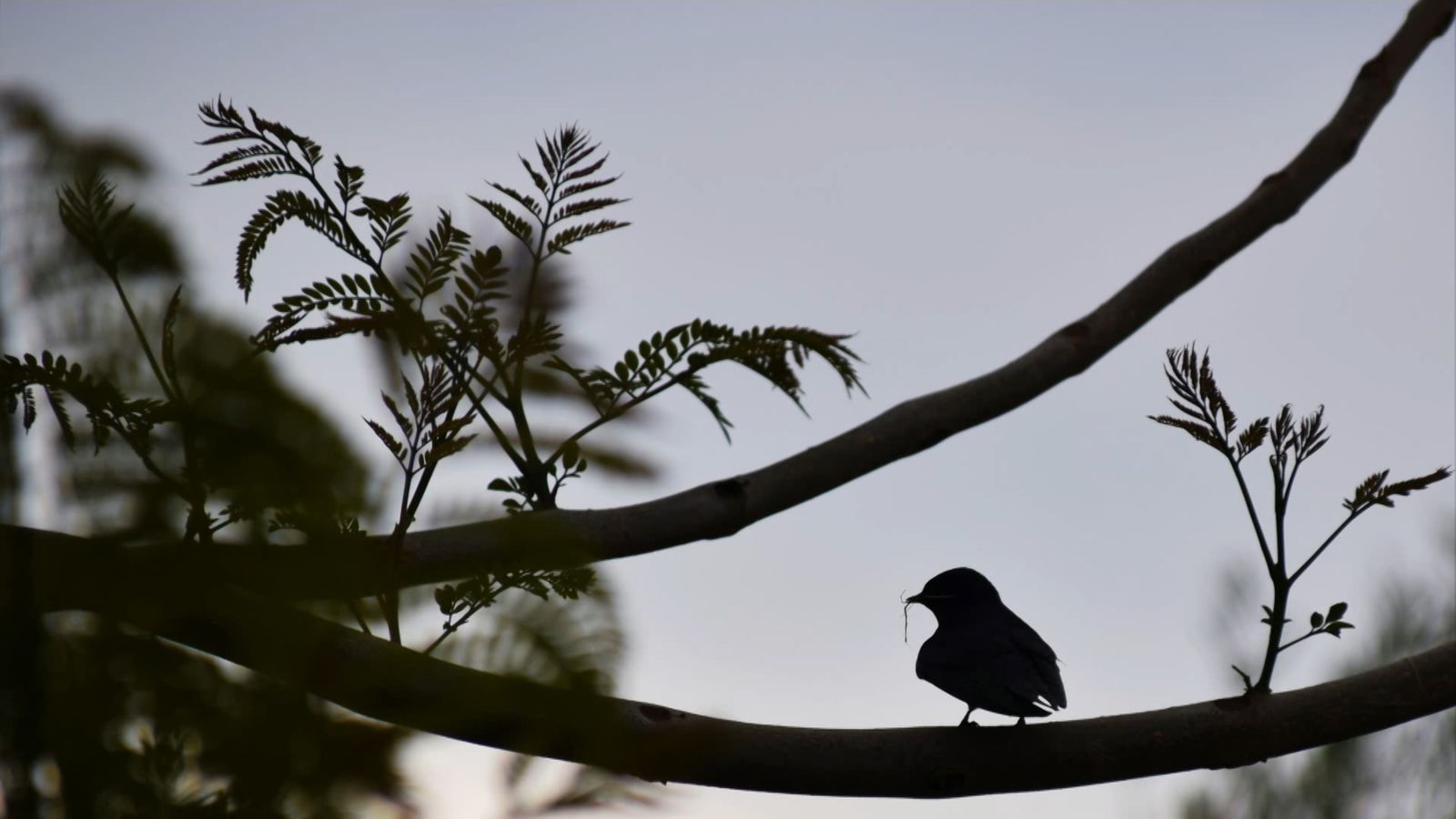 Benicarló, el Baix Maestrat