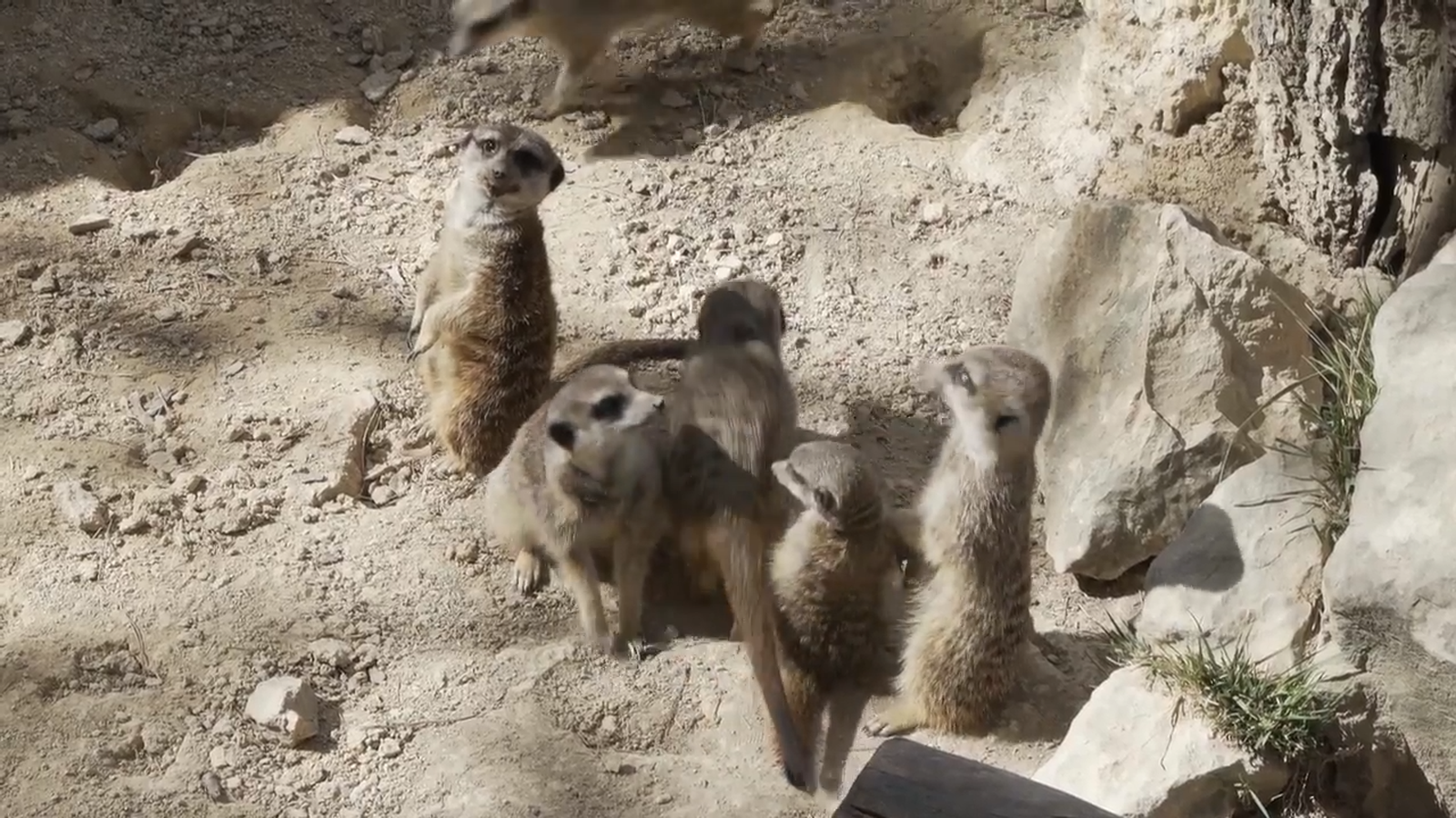 Animalades |