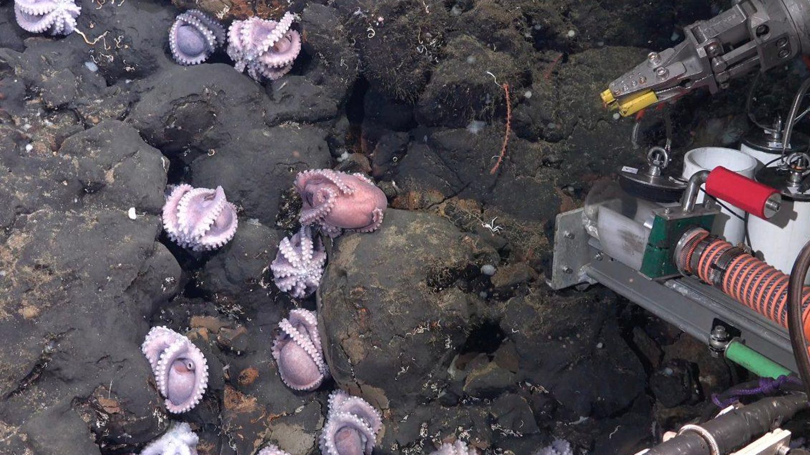 Grup de polps mares de la nova espècie de Muusoctopus, enroscades en posició defensiva, en l'aflorament de roca El Dorado Hill