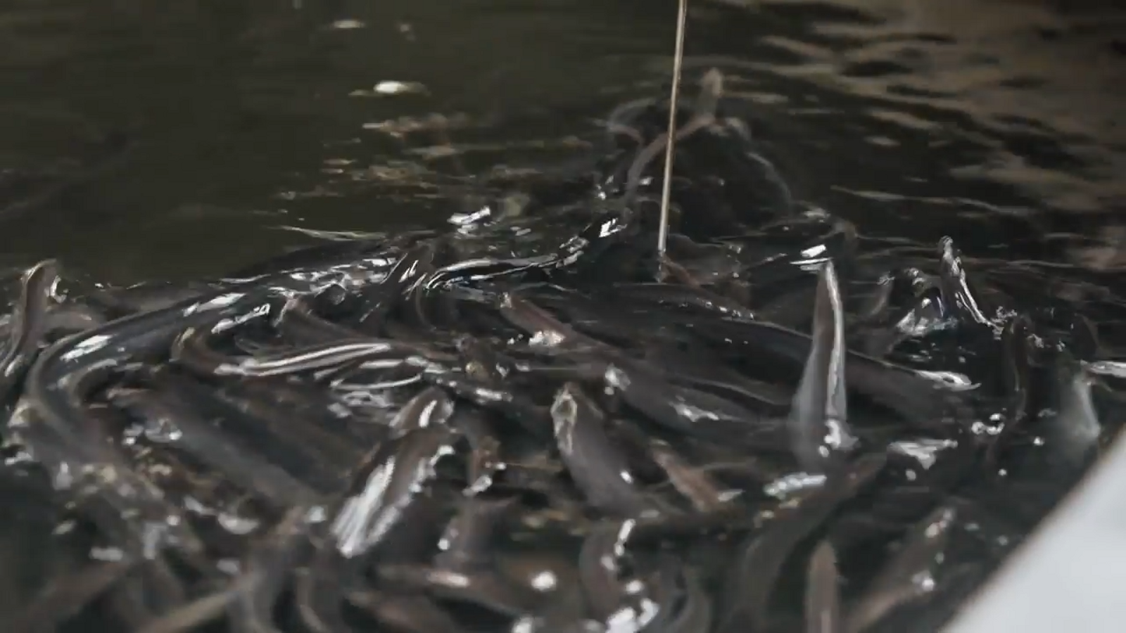 De mar i bancal | Els secrets de les anguiles