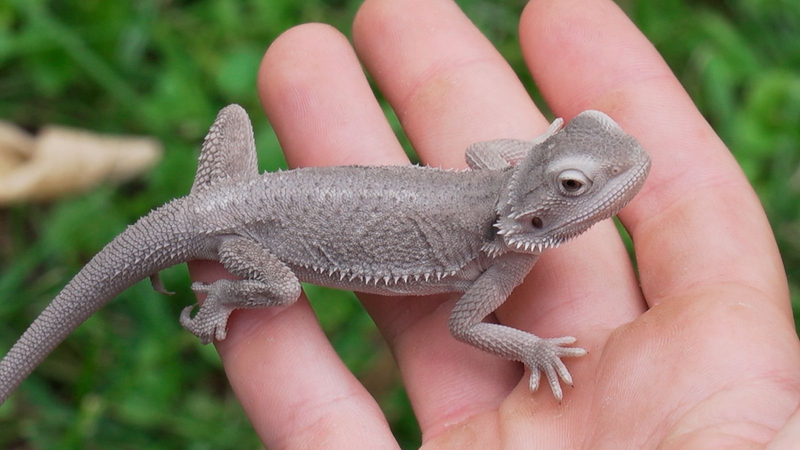 Animalades | ANIMALADES, UN MÓN BESTIAL T6 25