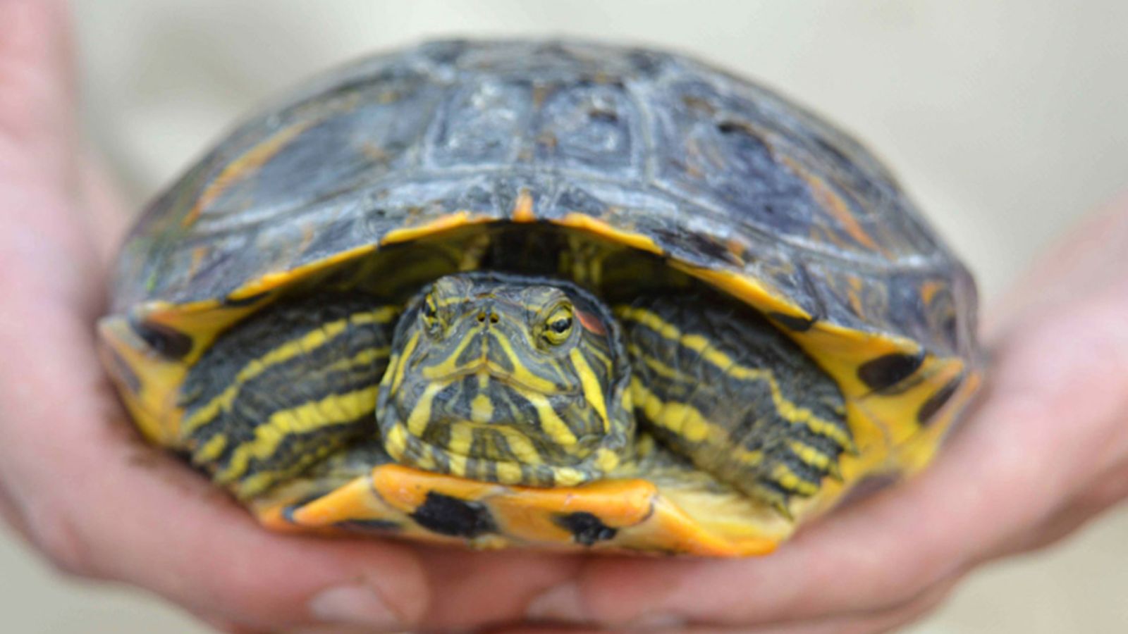 14.05.2018 | Espècies invasores: com arriben i com podem controlar-les