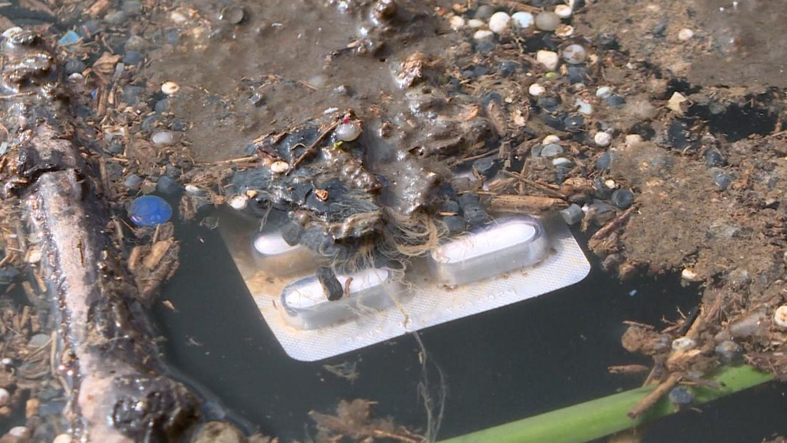 Un estudi de la UV ha detectat a l'Albufera una alta presència de medicaments, com paracetamols o ibuprofens