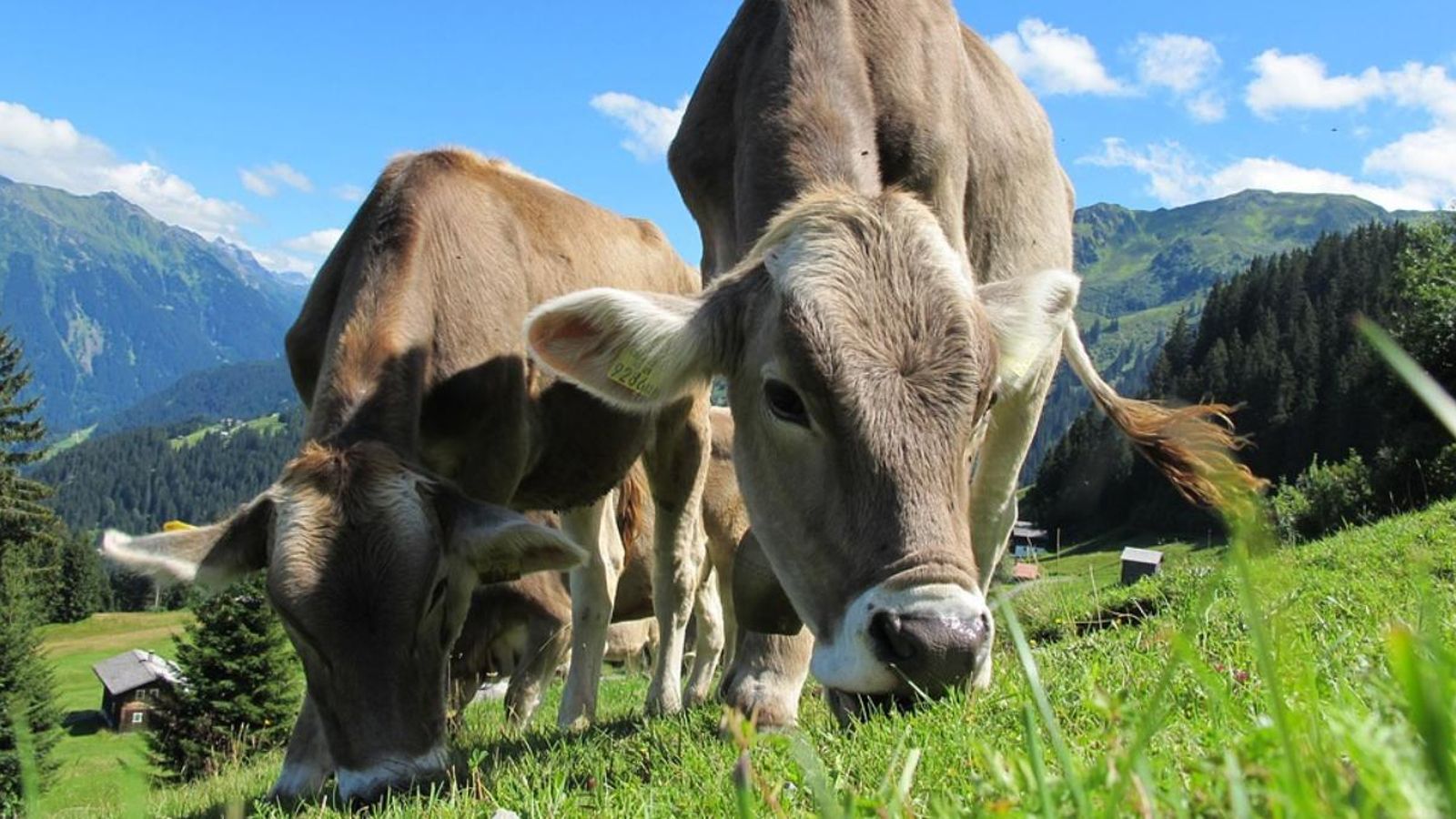 Acord entre la UE i els EUA per a la comercialització de carn bovina sense hormones