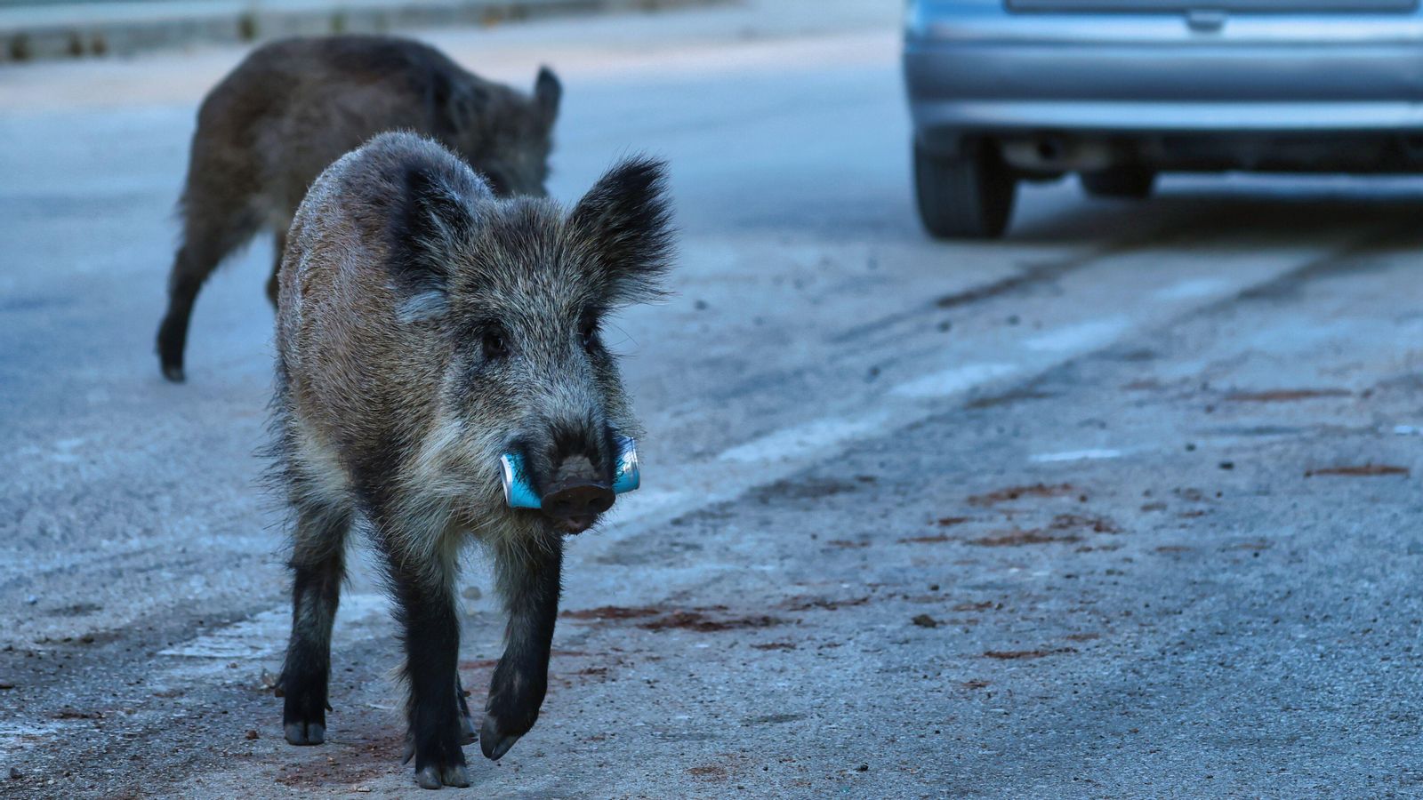 Uns porcs senglars en zona urbana, en una imatge d'arxiu