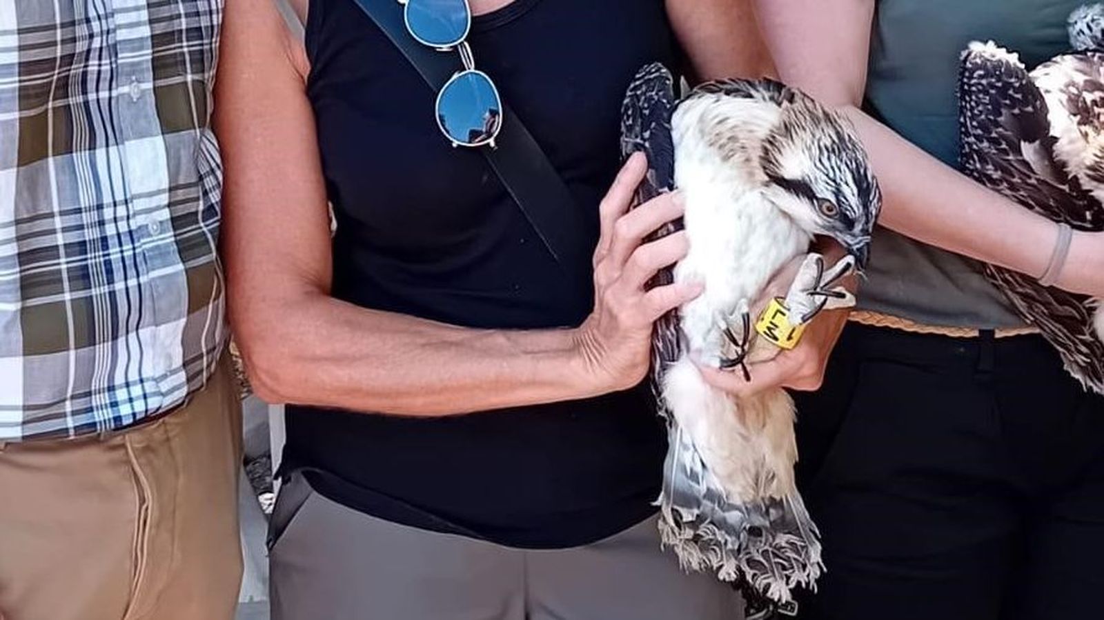 Un dels pollets d'àguila pescadora alliberat a la Marjal de Pego-Oliva