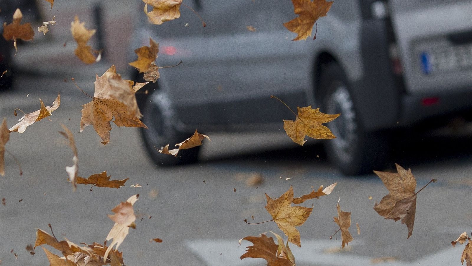 Fulles i branques caigudes pel vent en una imatge d'arxiu