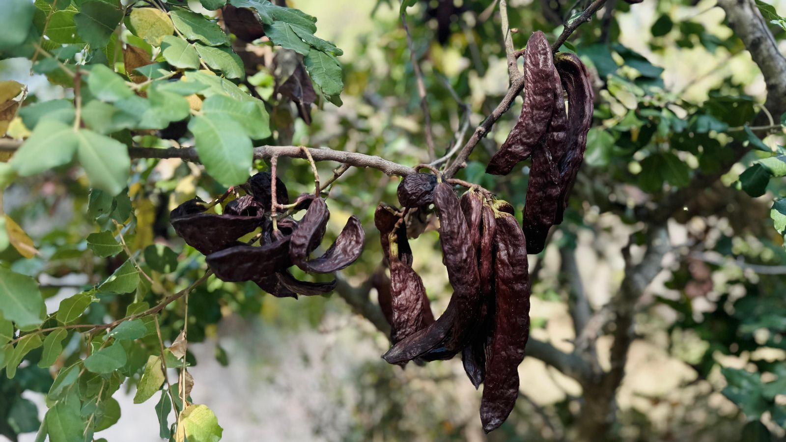El col·lectiu agrari ha demanat que l'administració revalore este fruit característic del clima mediterrani