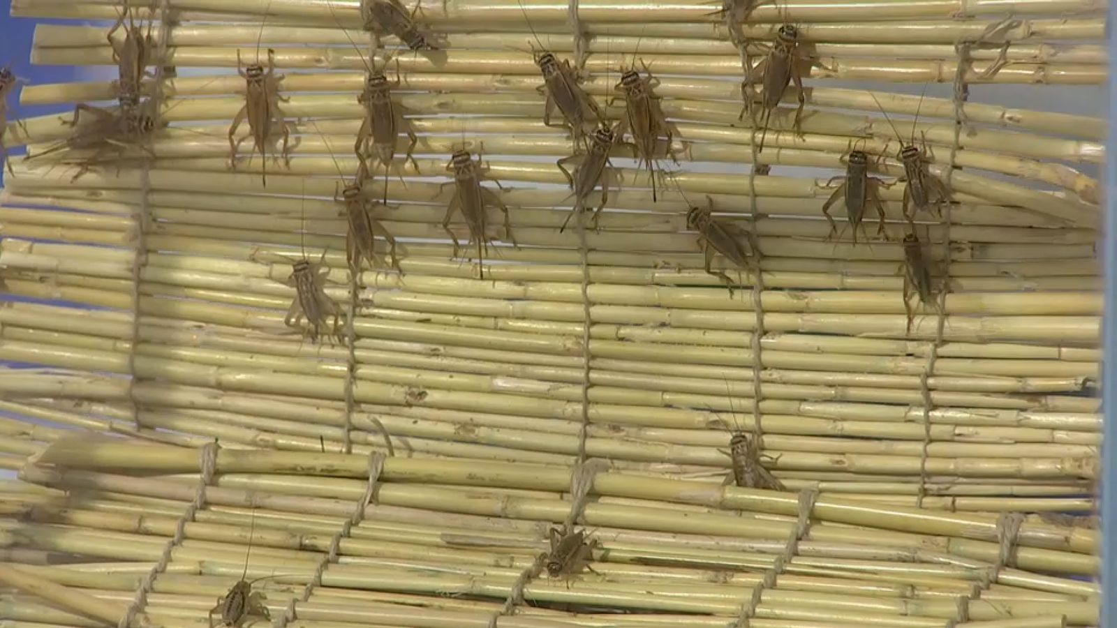 Amb el cri-cri dels grills podem mesurar la temperatura