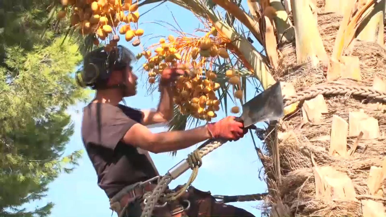 Amb el primer tall del dàtil, Elx enceta una nova temporada