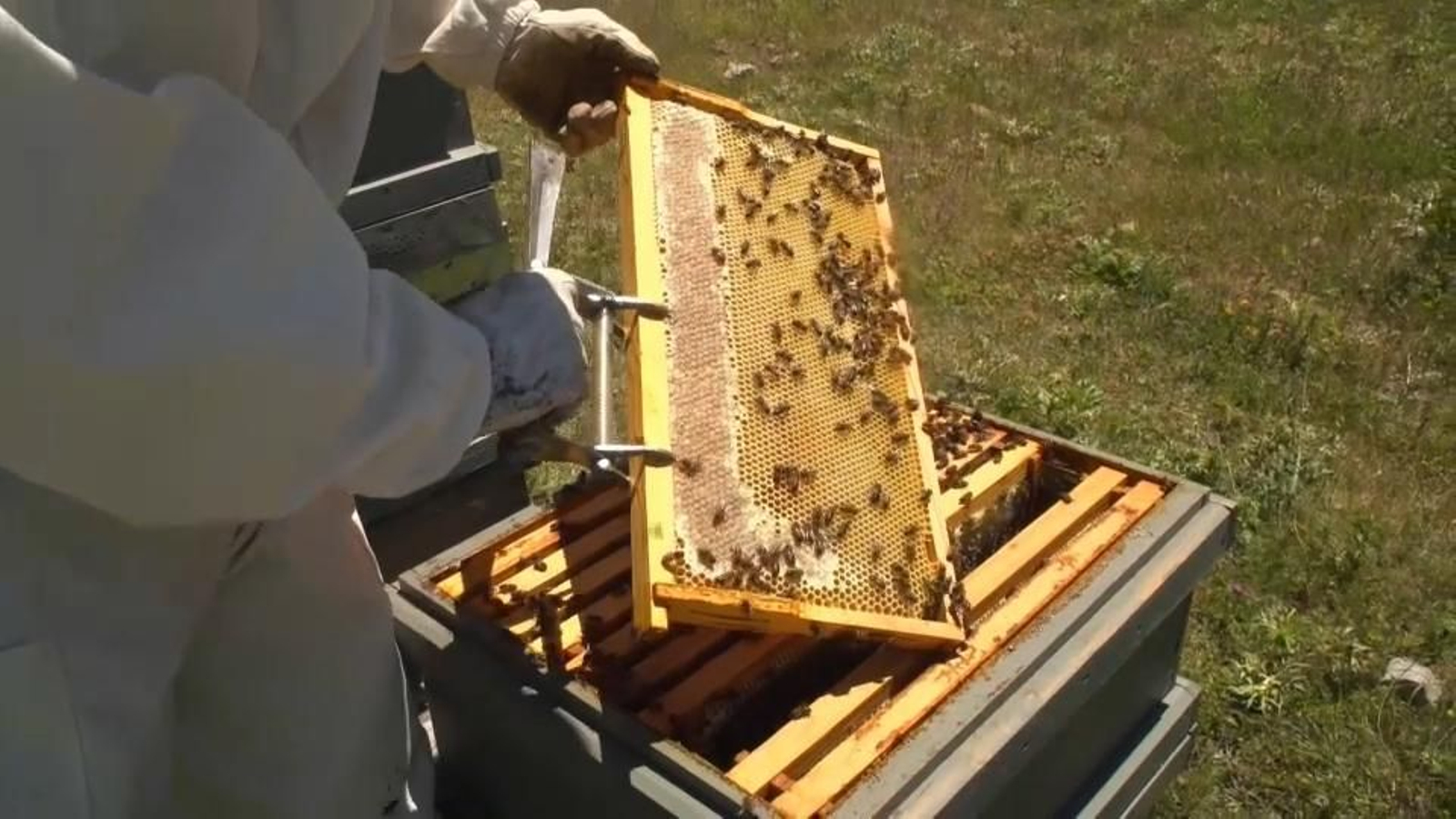 Un rusco amb abelles