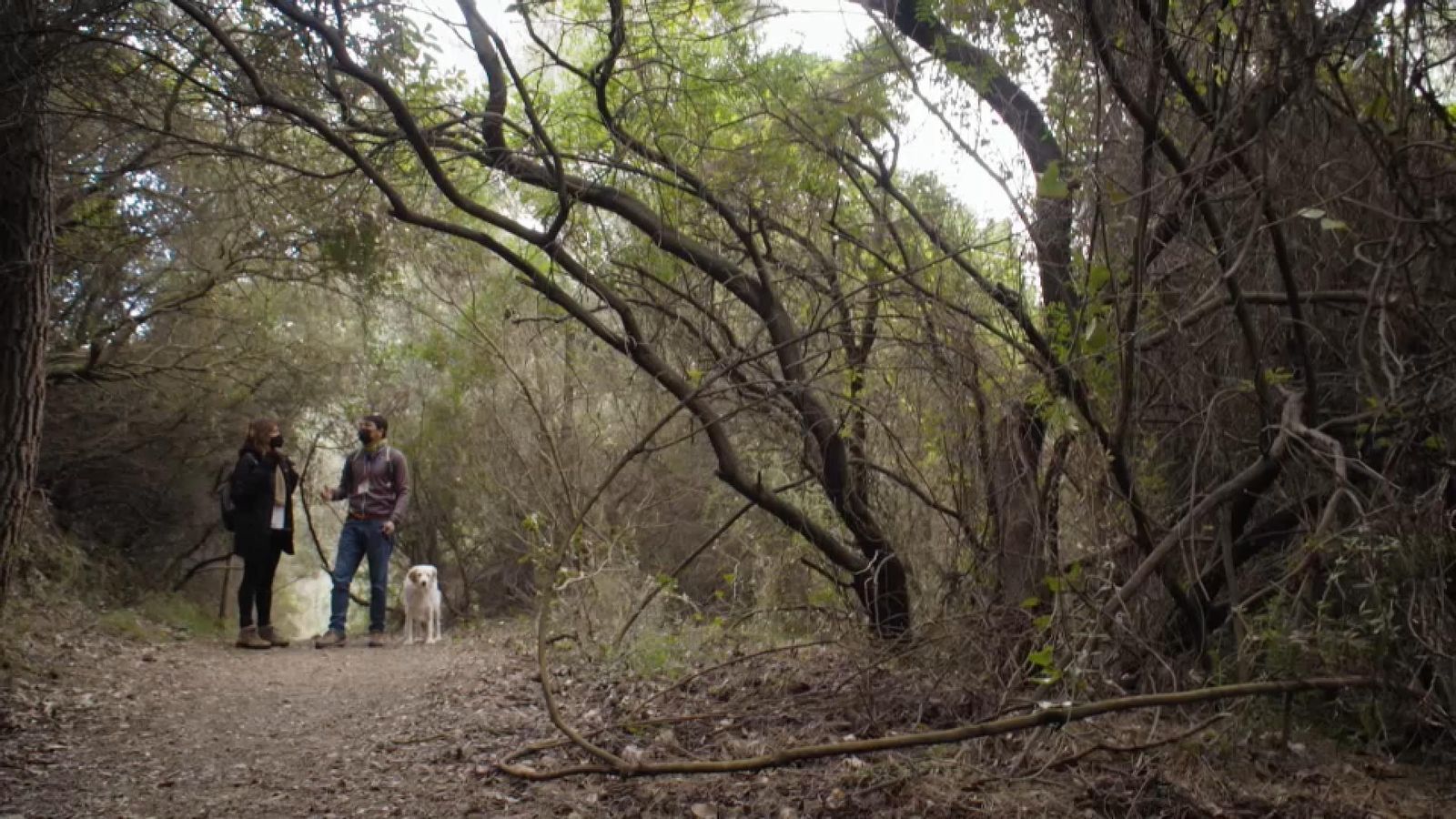 Ens endinsem en la selva mediterrània del Desert de les Palmes